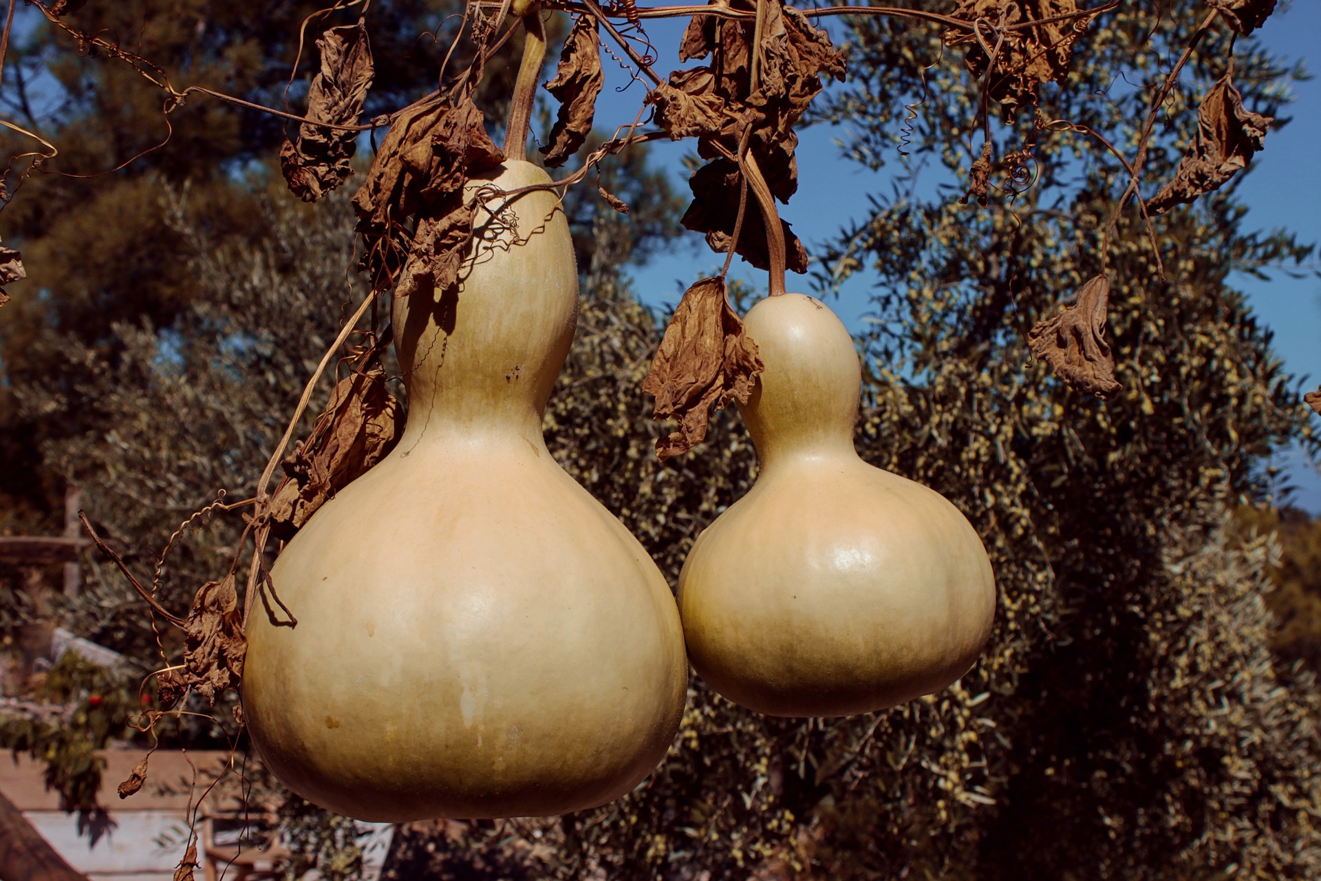 Bird Nest – Gourd