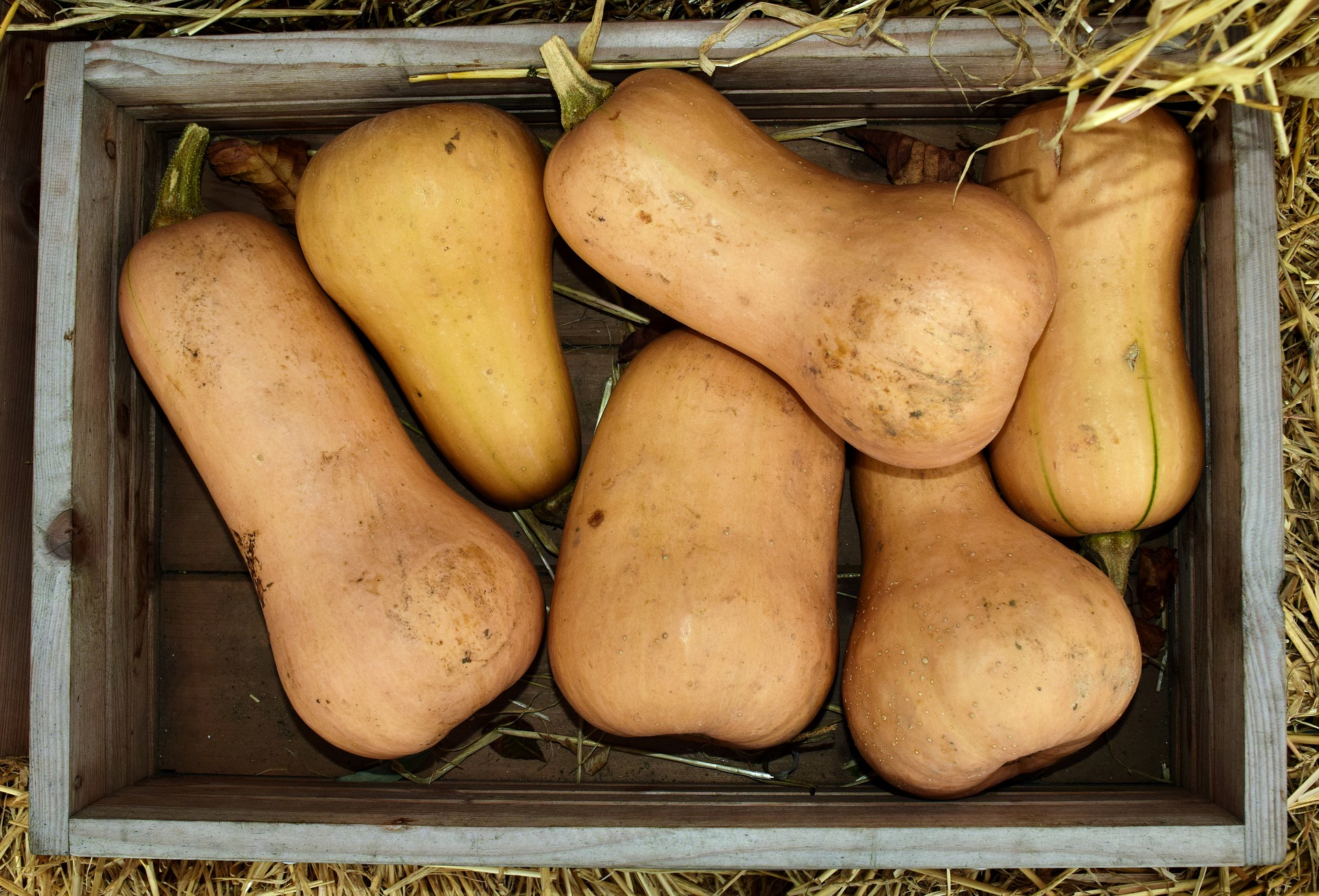 Waltham Butternut – Winter Squash