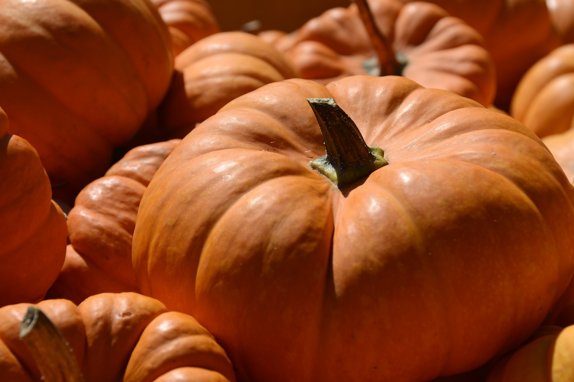 Cinderella Pumpkin – Winter Squash