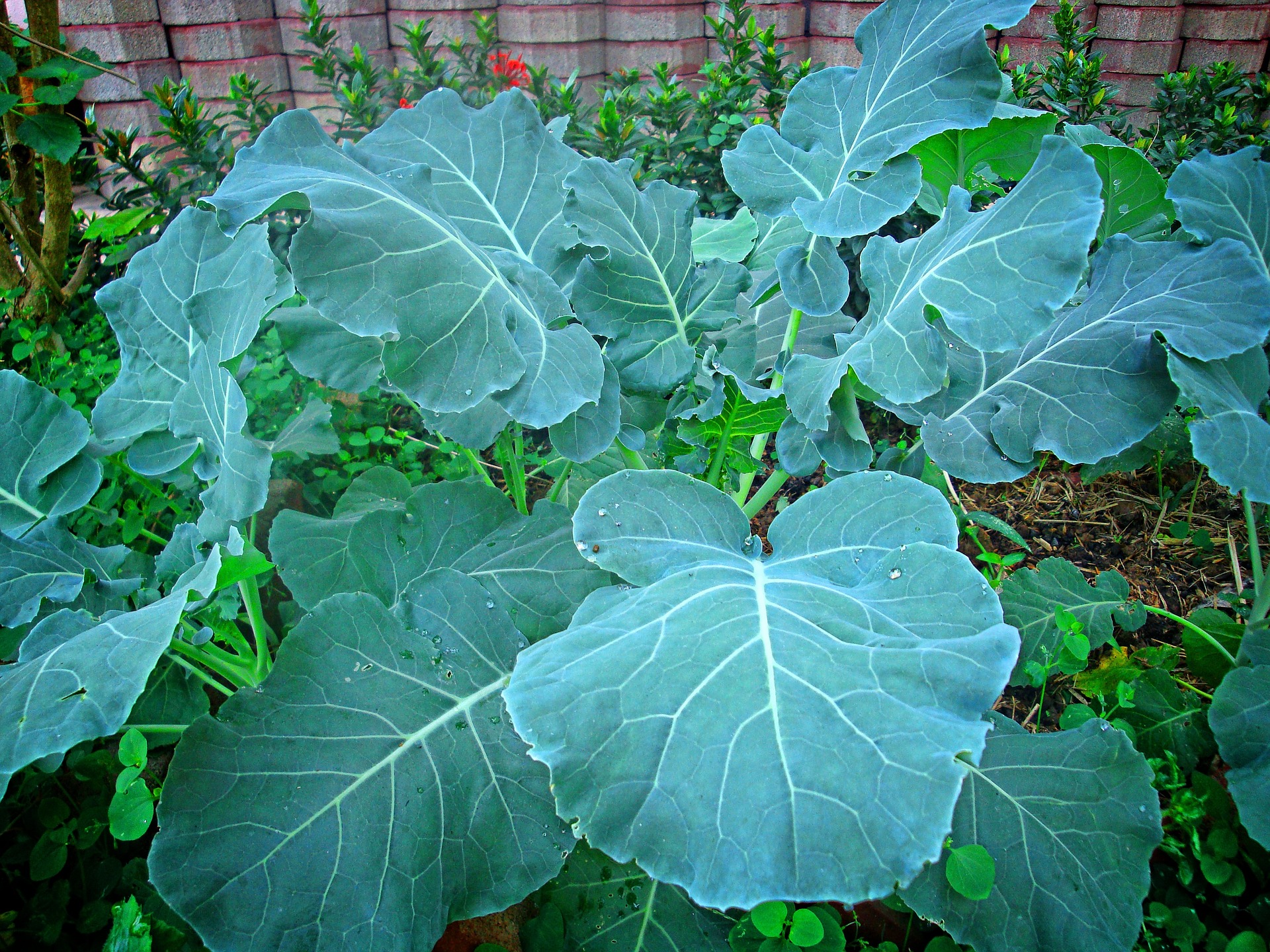 Collards – Greens (6 pack)
