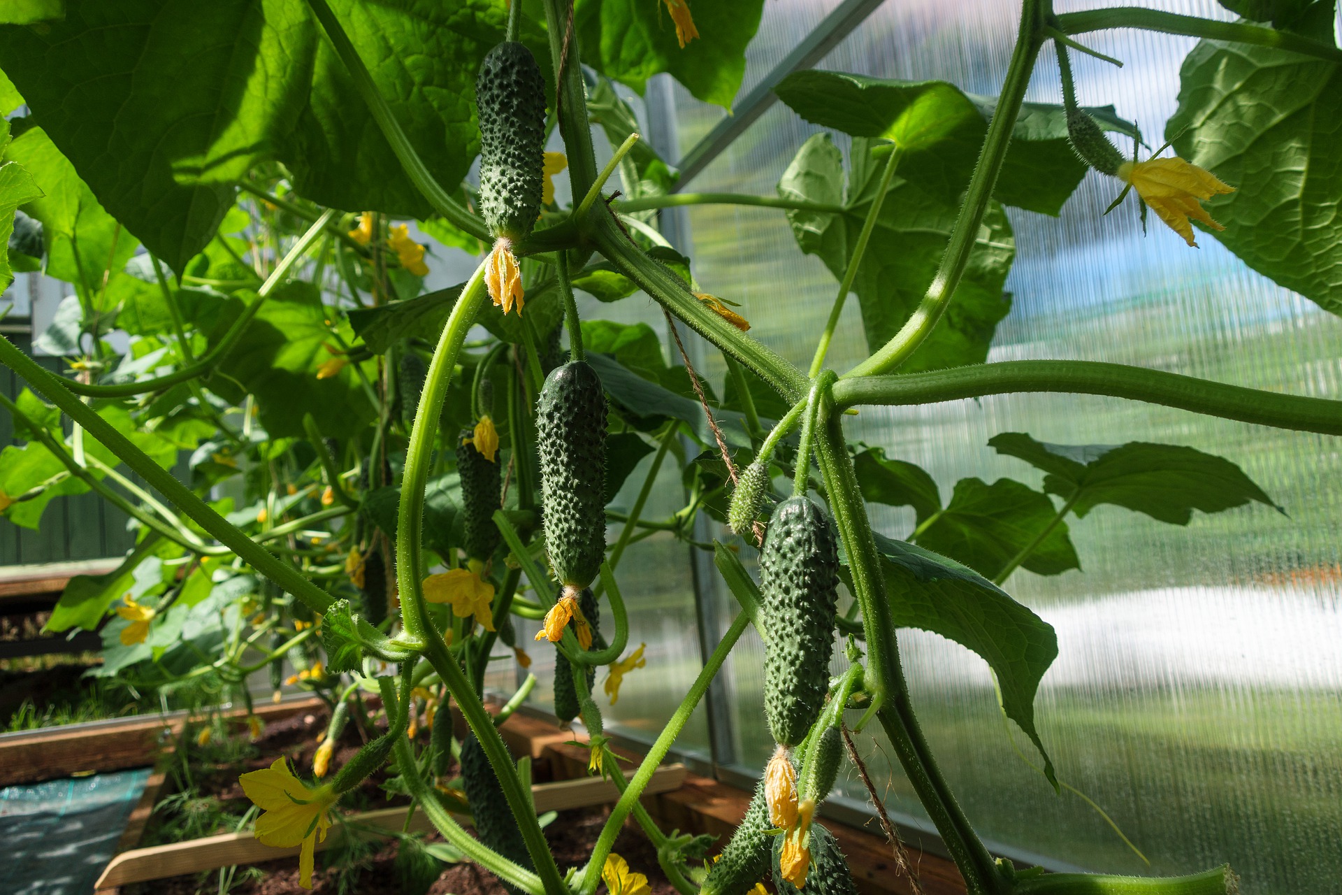 Parisian Gherkin – Cucumber