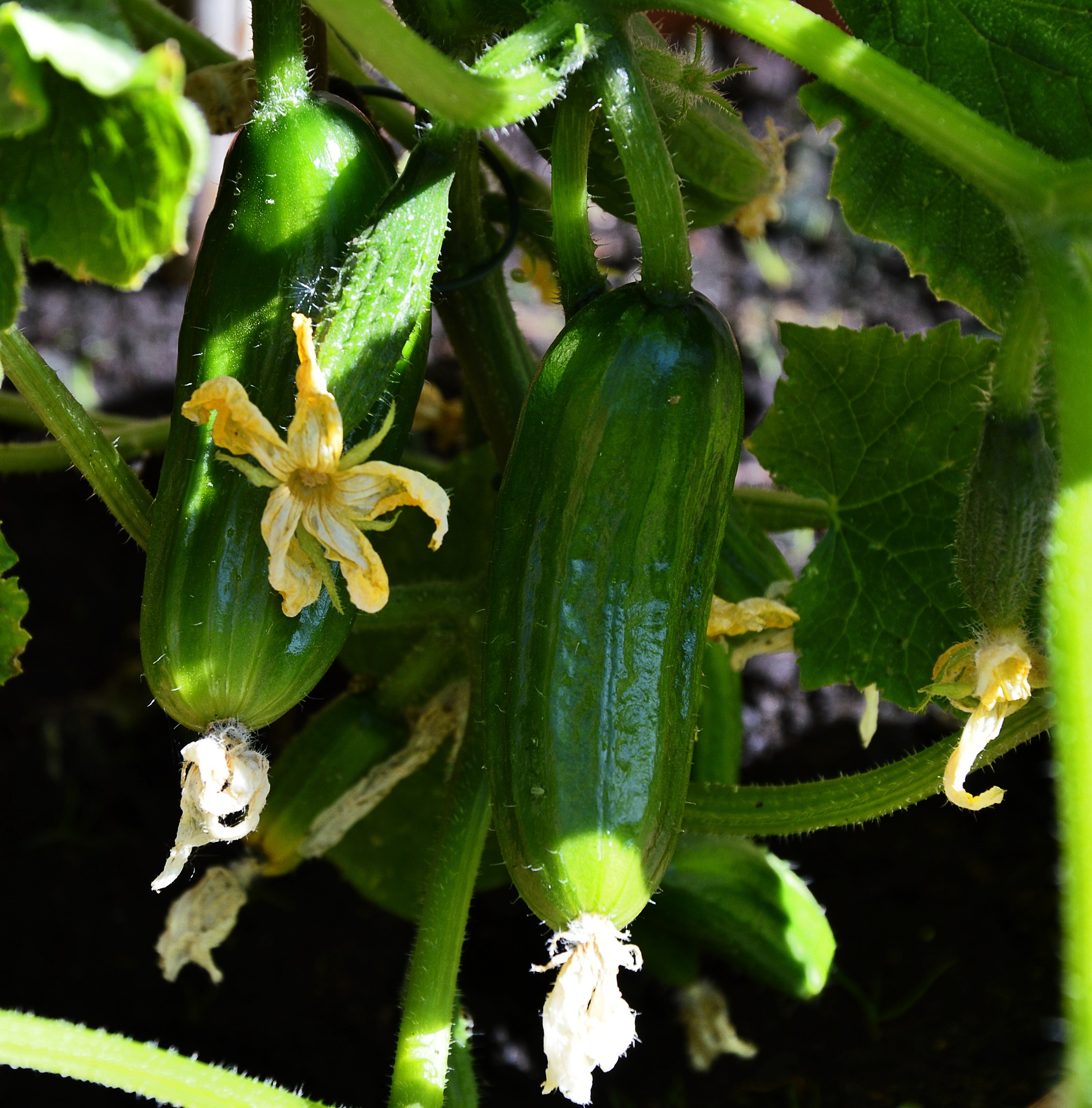 Double Yield – Cucumber