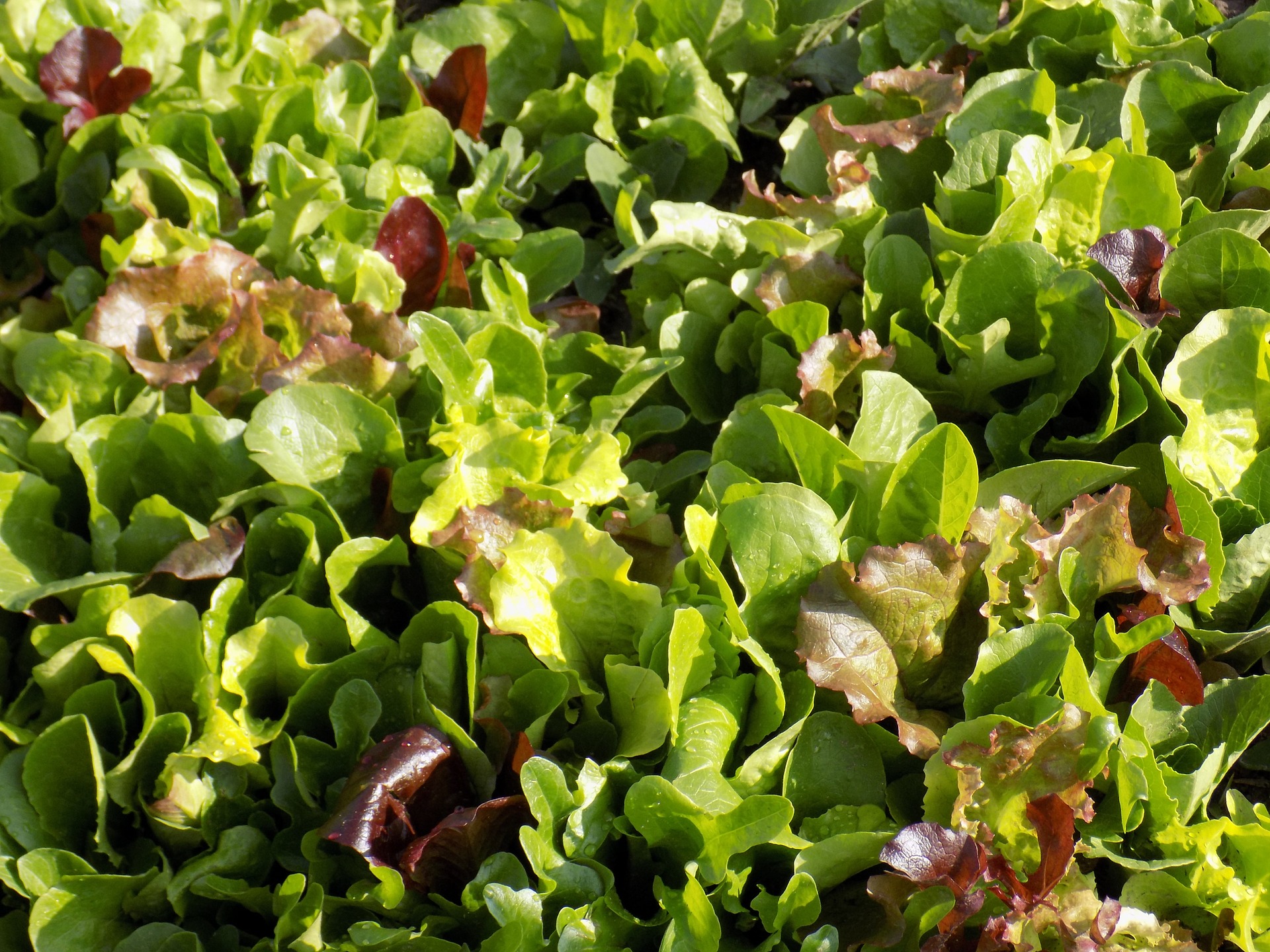 Mesclun Mix – Greens (6 pack)