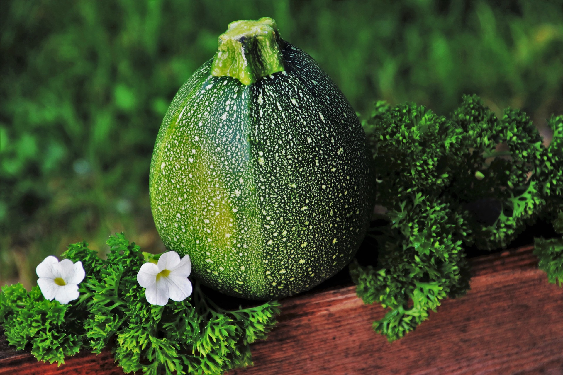 Ronde De Nice – Summer Squash Zucchini
