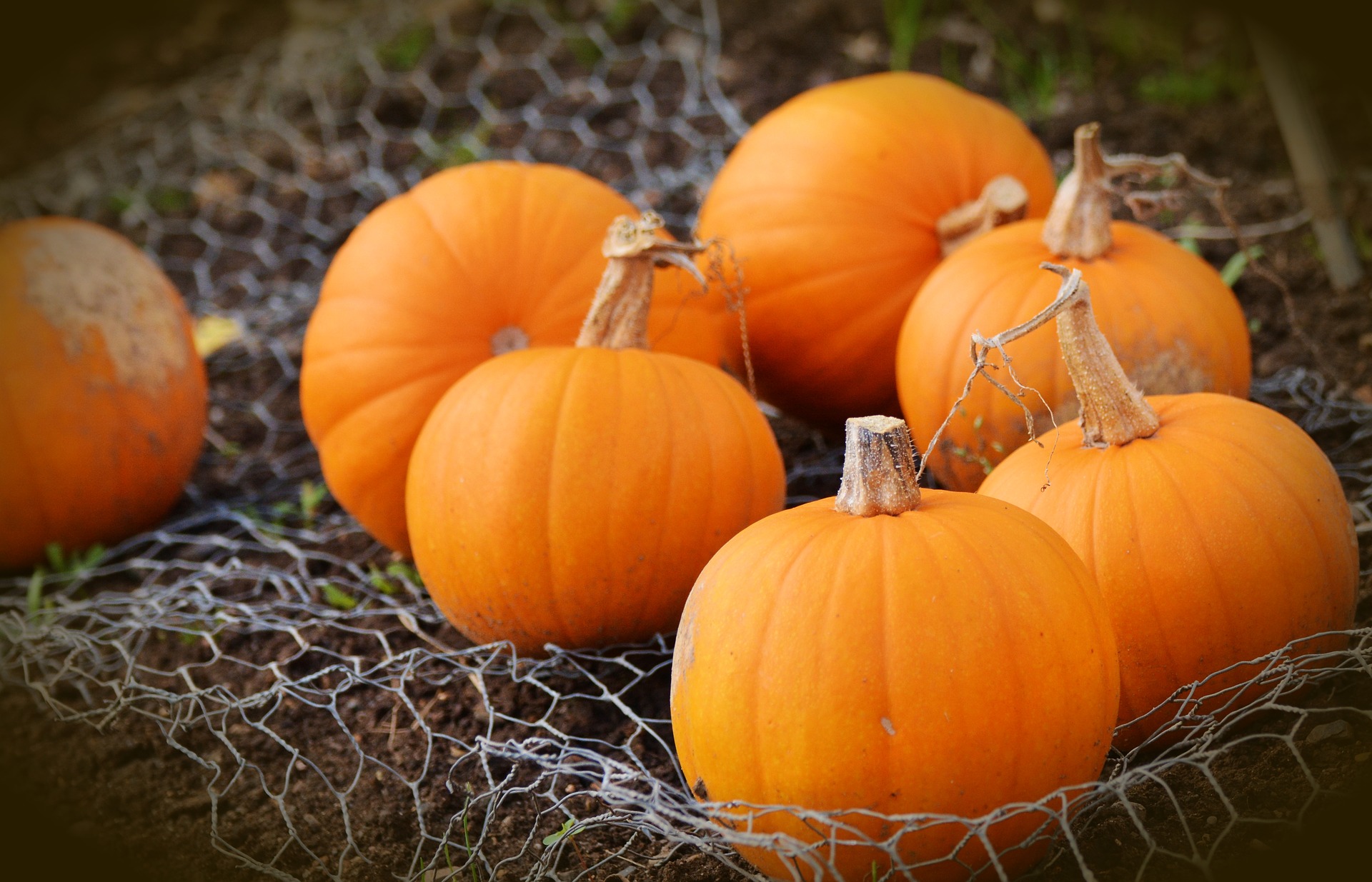 Sugar Pumpkin – Winter Squash