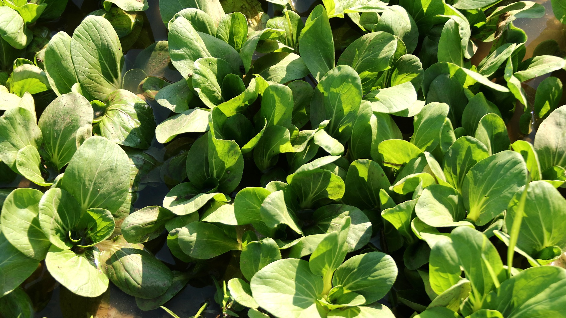 Tatsoi – Greens (6 pack)