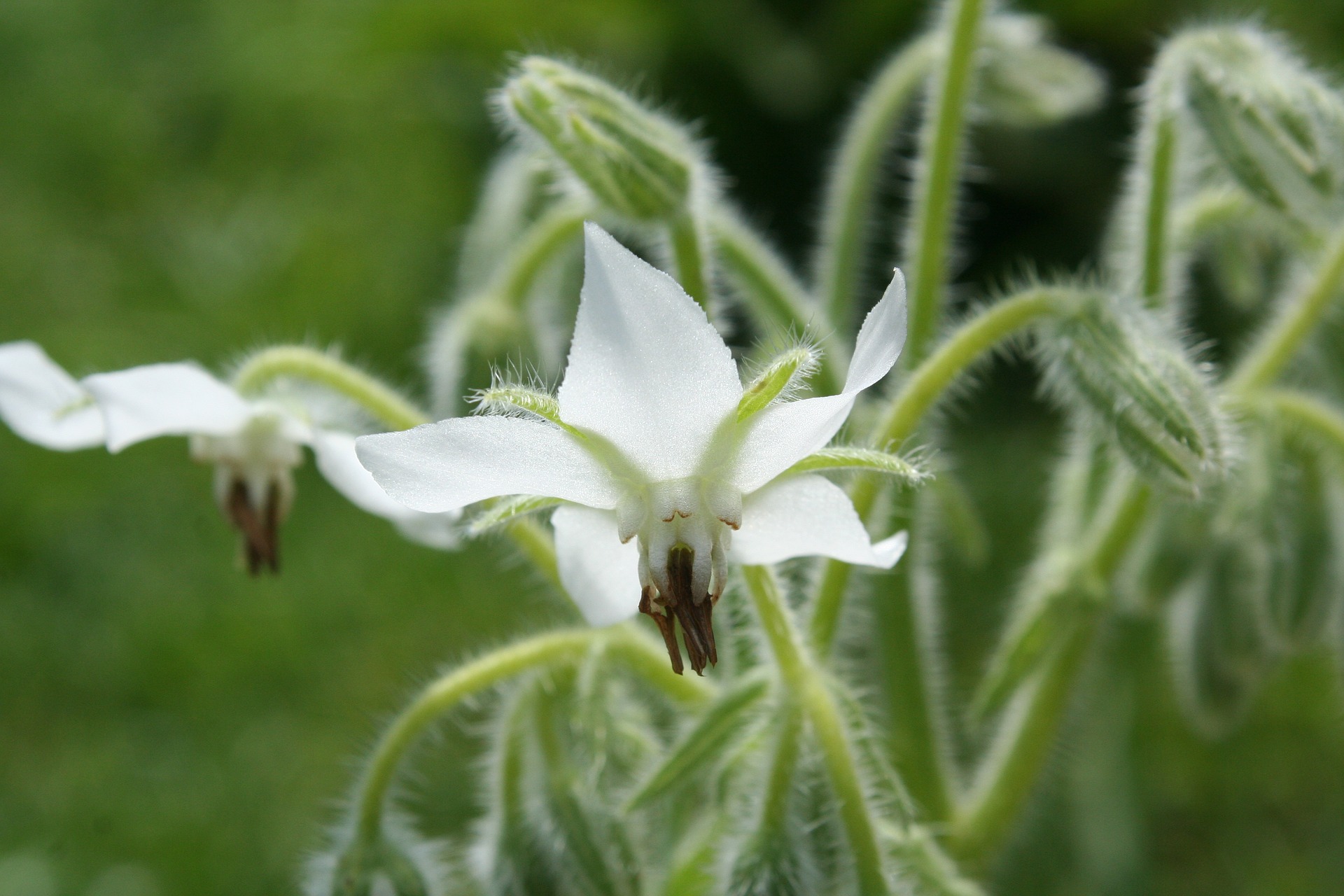 Borage (white)