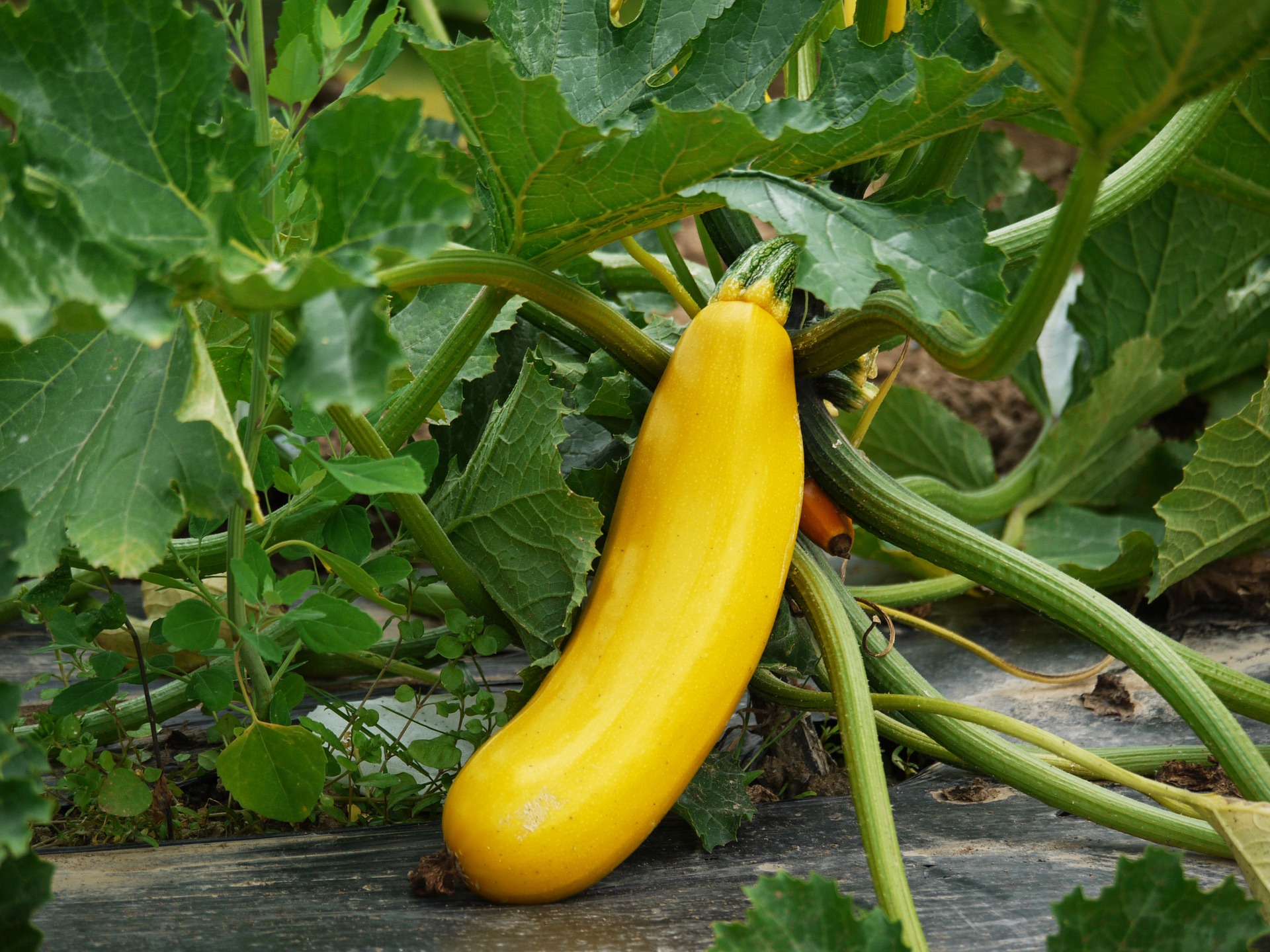Zuchinni – Yellowfin (F1)