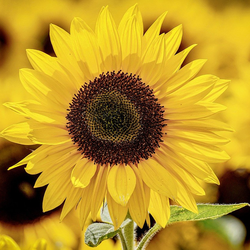 Pollinator Mix – (4 pack)