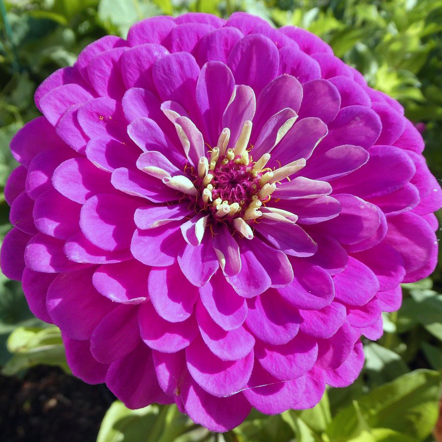 Zinnia – Giant Purple (3 pack)