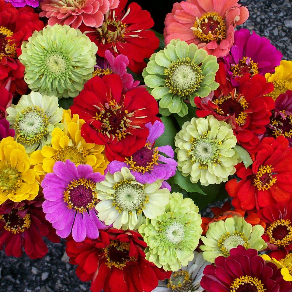 Zinnia – Cut and Come Again (4 pack)