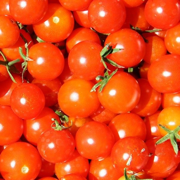 Whippersnapper Tomato – (2″ pot)