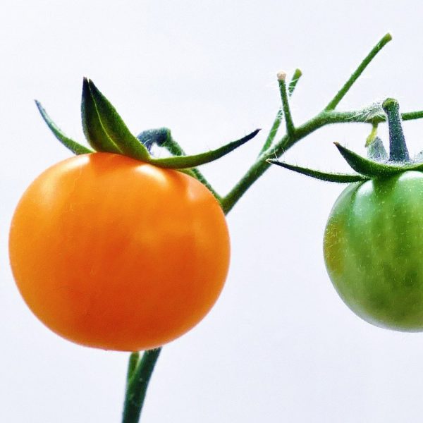Orange Hat Dwarf Tomato – (2″ pot)