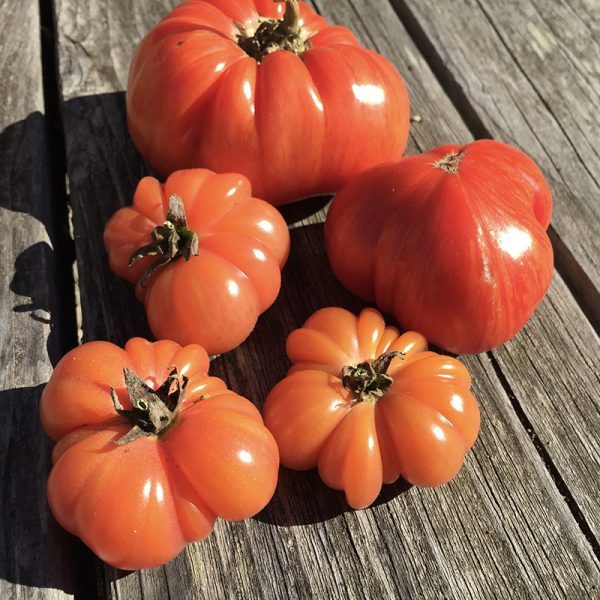 Bali Tomato