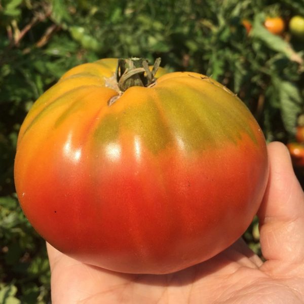 Boronia Tomato