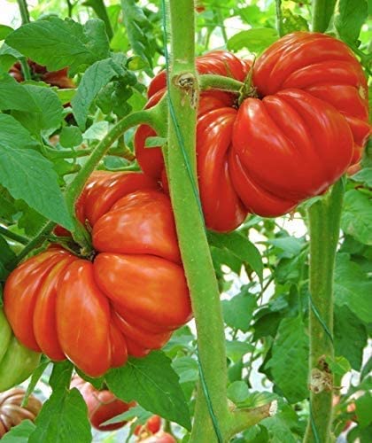 Mushroom Basket Tomato