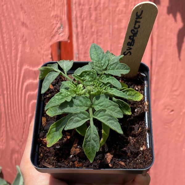 Subarctic Tomato - Image 2