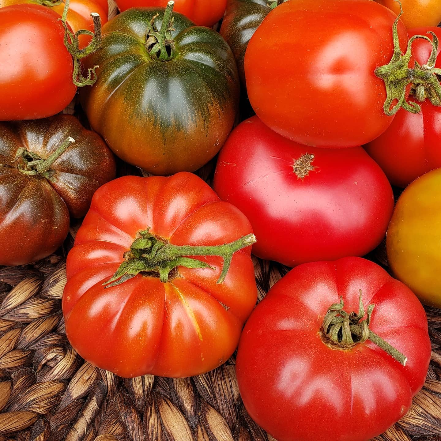 Subarctic Tomato
