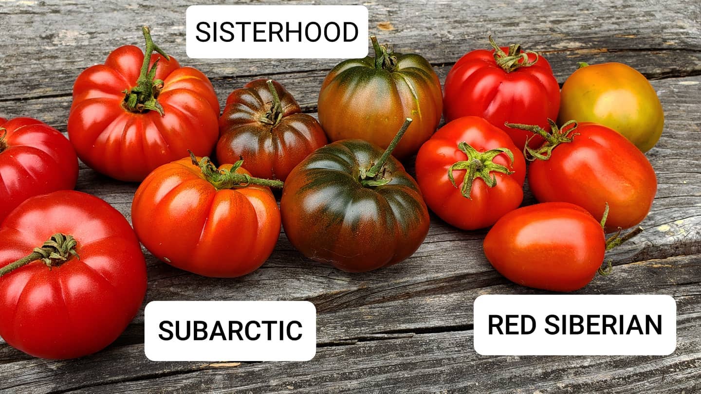 Sisterhood Tomato