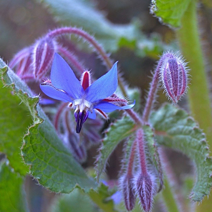 Borage (purple)