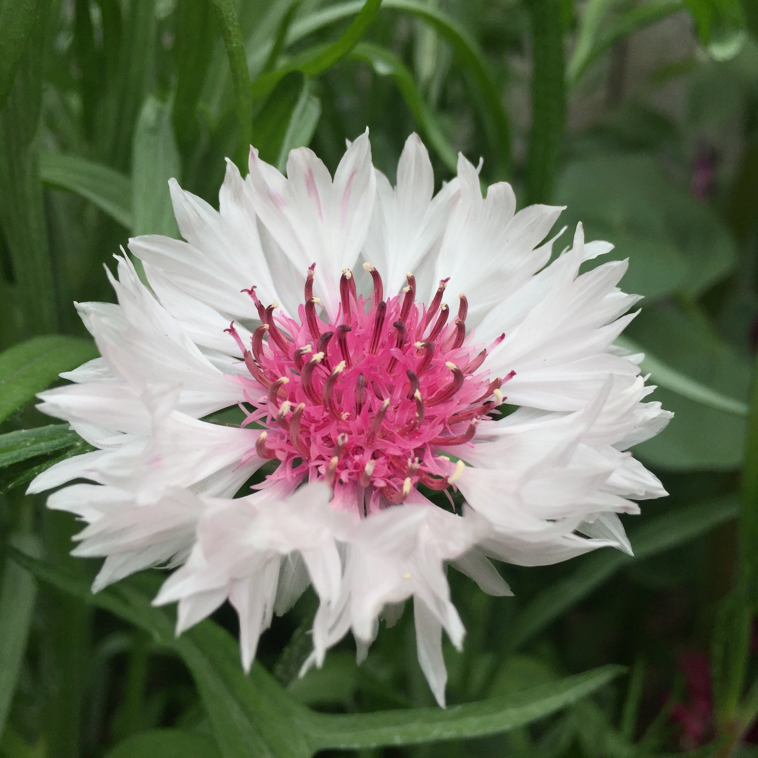 Bachelor Button, 1 bunch, Devoto Gardens