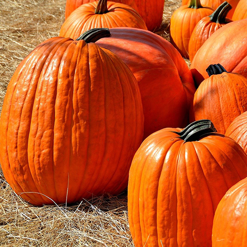Pumpkin – Heirloom Jack O’Lantern (2 pack)