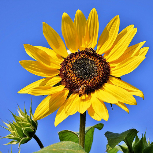 Sunflower – Bush Sunflower – Delta (2 pack)