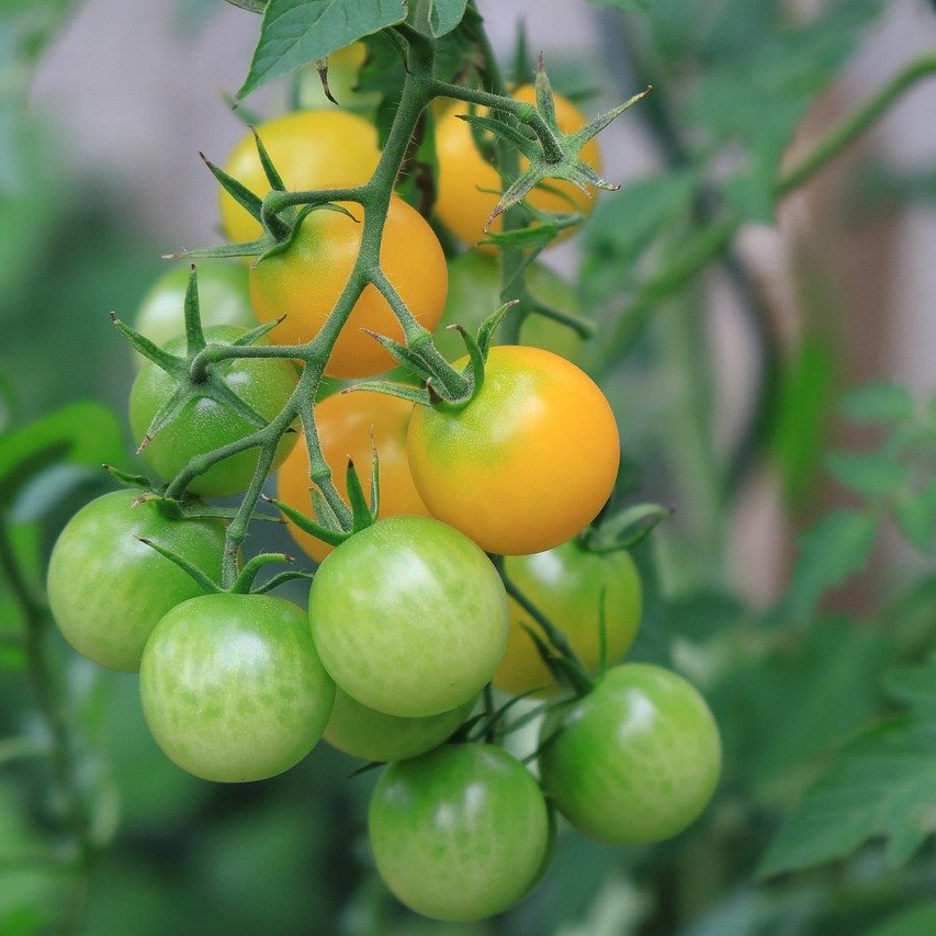 Sungold Cherry Tomato (F1)
