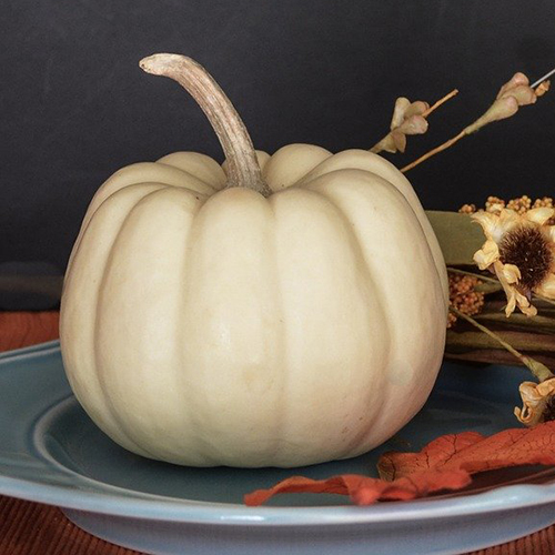 Pumpkin – Casperita F1 – (2 pack)