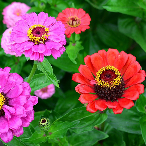 Zinnia – Northern Lights Blend (4 pack)