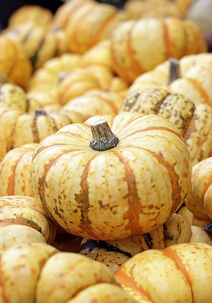 Pumpkin – Lil’ Pump-ke-mon (2 pack)