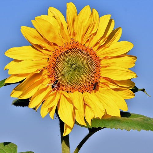 Sunflower – Mammoth Yellow Center (2 pack)
