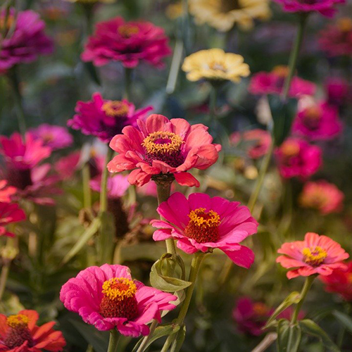 Zinnia – California Giants (4 pack)